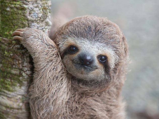 sloth